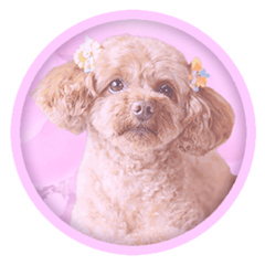 姫路のピアノ教室 竹田加奈子トップページ